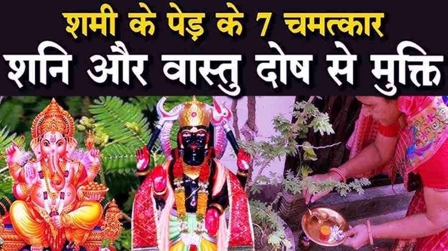 Shami Plant Ke Upay